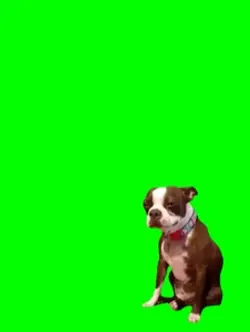 Oh dog