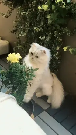 Pet Template