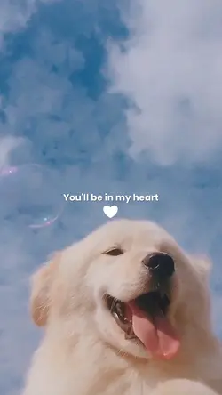 Aesthetic Pet Videos