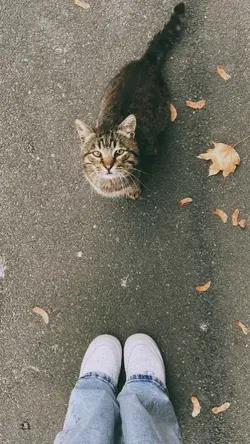 aesthetic