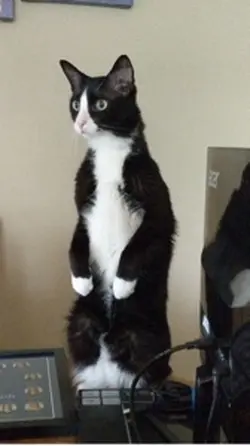 Cat dance trend 