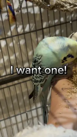 I want an ARMY!!!