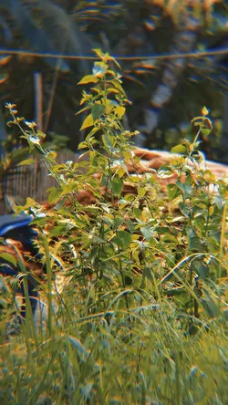 transisi apexel zoom