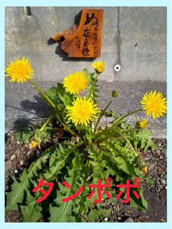 タンポポ 見分方