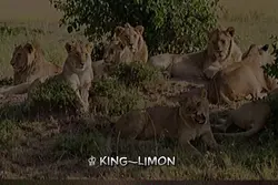 KING—LIMON