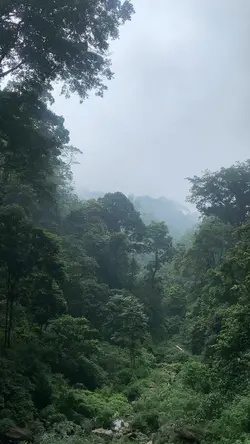 Forest|Waterfall