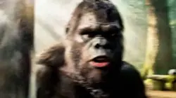 Gorilla 
