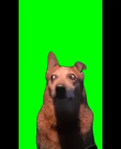 Dog Expression