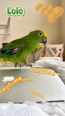 A Parrot & a dog