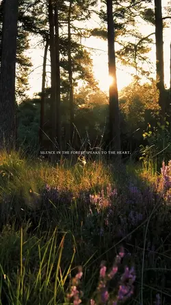 beauty in the forest