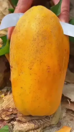 pepaya ²⁵
