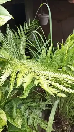 tanaman, plant 