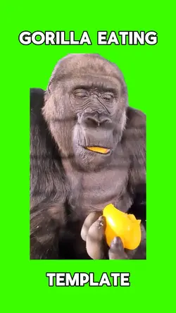 Gorilla eating 
