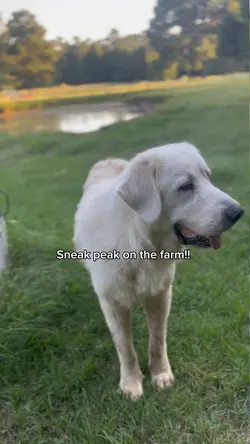 a few on the farm🥰