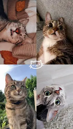 Miauw Miauw Song