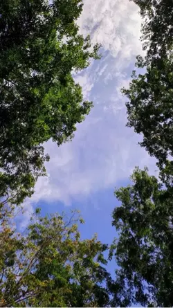 pangako