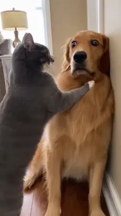 funny dog clip