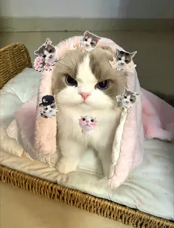 cute cat