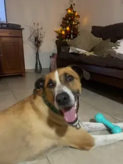 🐾
