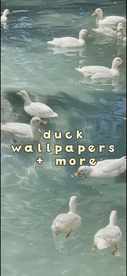 Ducks! :D