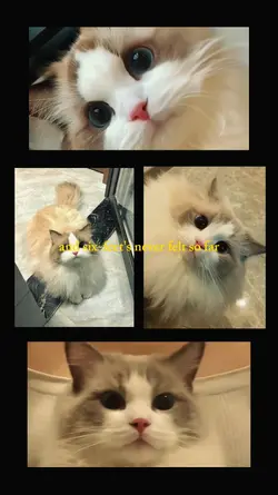 pov cat memories