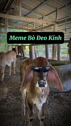 Meme Con Bò