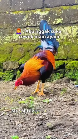 story ayam