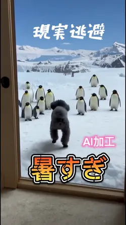 暑すぎて南極へ現実逃避🐧