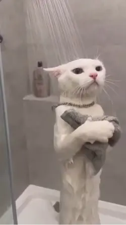 Singing Cat.