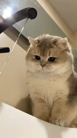 sound kucing lucu 