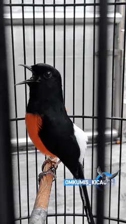 Manuk56Omkumiskicau