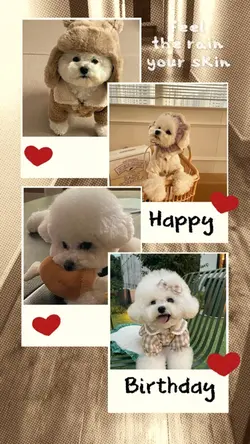 My Pet 