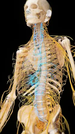 Medical animation 2
