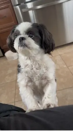 Shih tzu