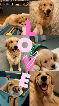Dog lover
