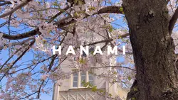 お花見Hanami