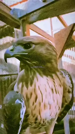 king of Sky 