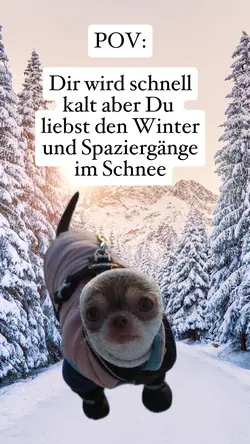 Winter Chihuahua