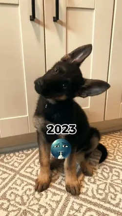 My Dog