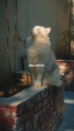 Slice of life 