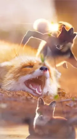 Fox 
