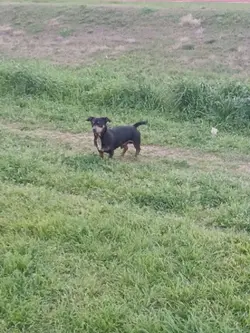 MY DOG..
