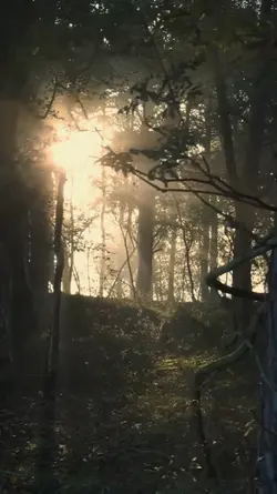 Forest Therapy