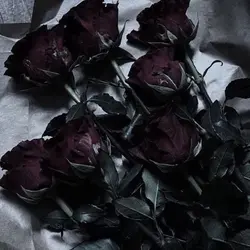 🌑’𝓑ibs ❤︎ 𝓜ind‘🥀