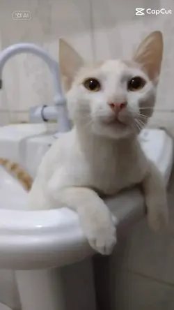 Gato Cantando IA