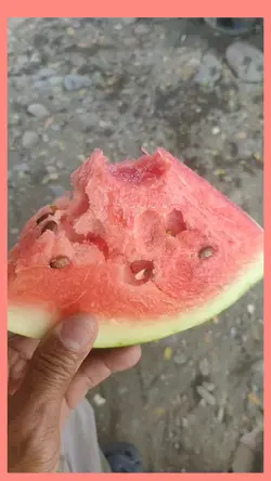 Pakwan