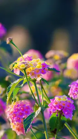 nature flower
