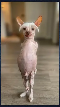 dancing dog