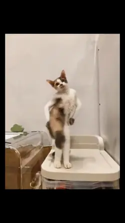 cat dance AI