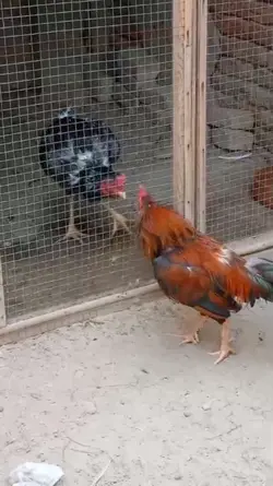 Big cock fight 